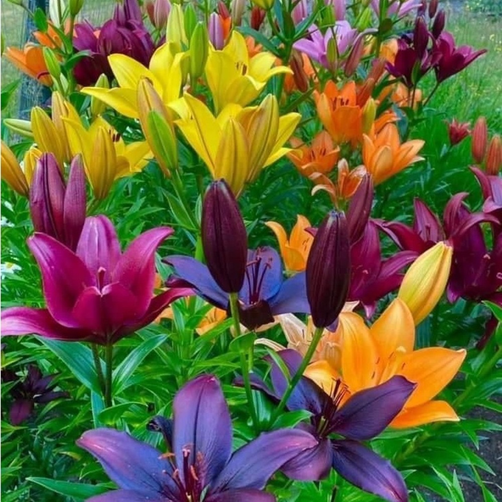 Meet your Posher, Sheryl